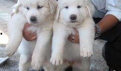 大白熊最新爆料,娛樂圈幕后真相大曝光！