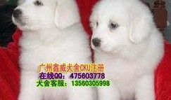 大白熊最新爆料,娛樂圈幕后真相大曝光！