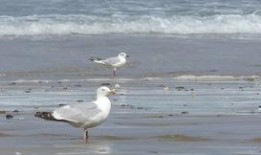 海鷗官方爆料視頻大全最新,揭秘最新科技與時尚潮流