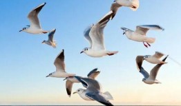 海鷗官方爆料視頻大全最新,揭秘最新科技與時尚潮流