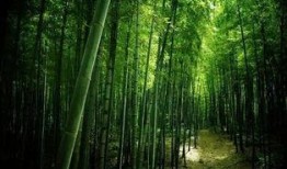 常綠干部爆料視頻最新版,揭秘權(quán)力背后的真相