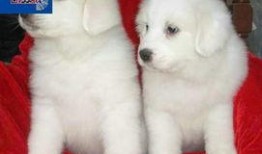 大白熊最新爆料,娛樂圈幕后真相大曝光！