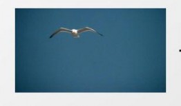 海鷗官方爆料視頻大全最新,揭秘最新科技與時尚潮流