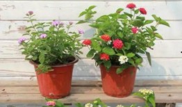 澳門大哥爆料視頻大全最新,視頻大全揭秘幕后真相